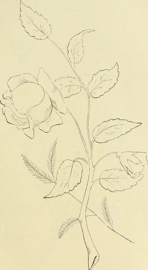 An illustration from Needle-craft: artistic and practical, 1889, leaf 166