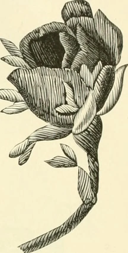 An illustration from Needle-craft: artistic and practical, 1889, leaf 185