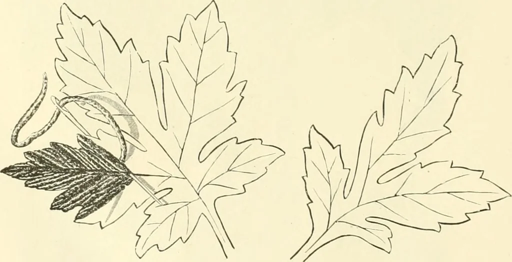 An illustration from Needle-craft: artistic and practical, 1889, leaf 185
