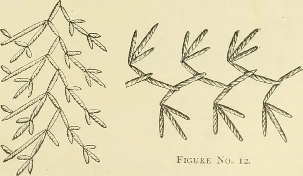 An illustration from Needle-craft: artistic and practical, 1889, leaf 196