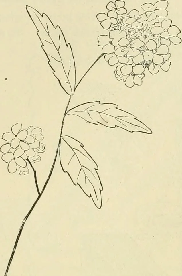 An illustration from Needle-craft: artistic and practical, 1889, leaf 222