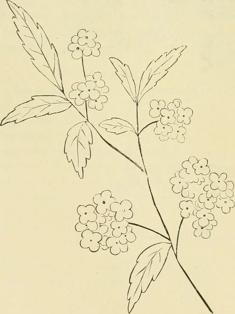An illustration from Needle-craft: artistic and practical, 1889, leaf 222