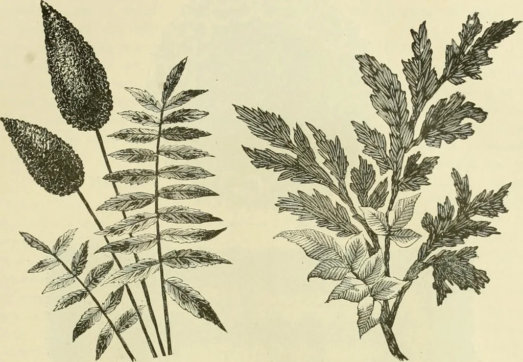 An illustration from Needle-craft: artistic and practical, 1889, leaf 242