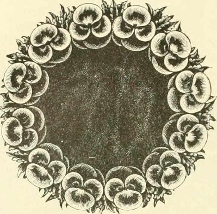 An illustration from Needle-craft: artistic and practical, 1889, leaf 243