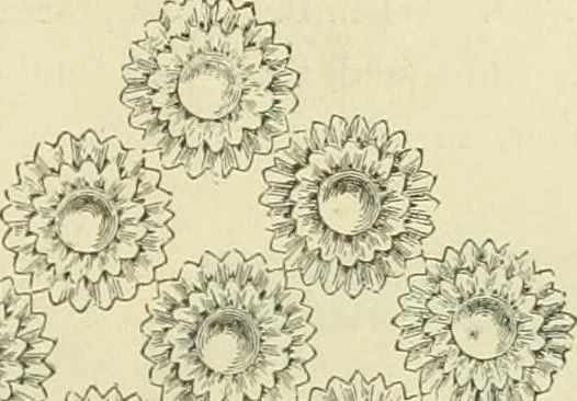 An illustration from Needle-craft: artistic and practical, 1889, leaf 250
