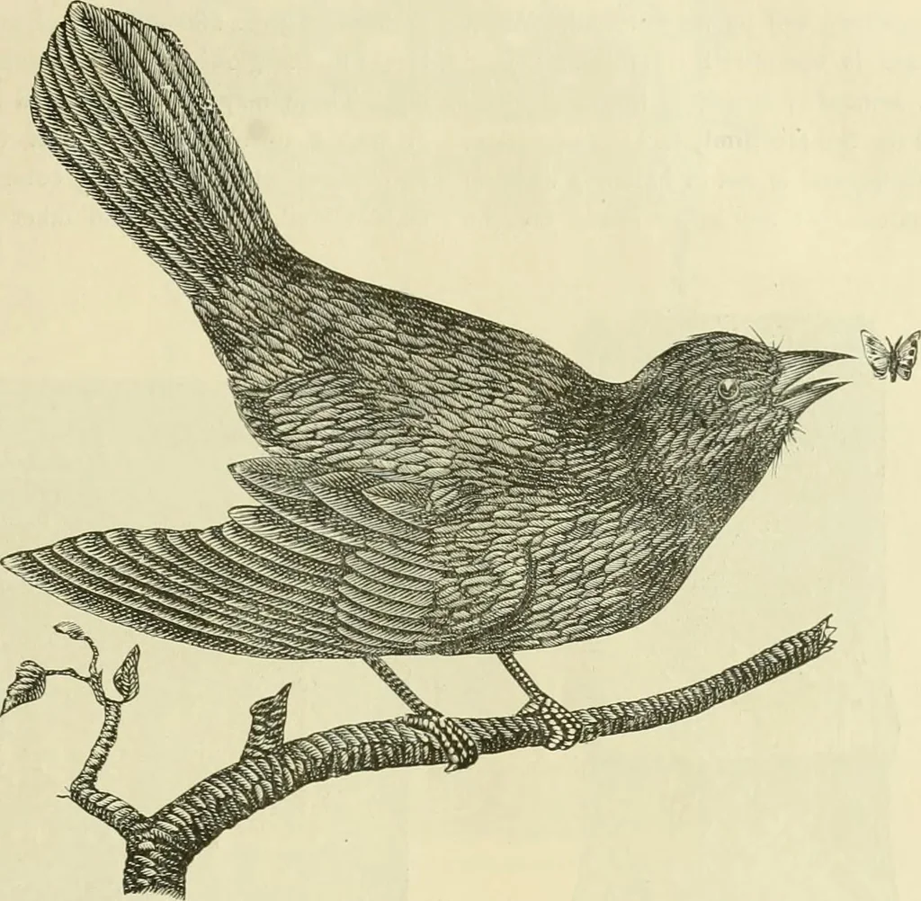 An illustration from Needle-craft: artistic and practical, 1889, leaf 258