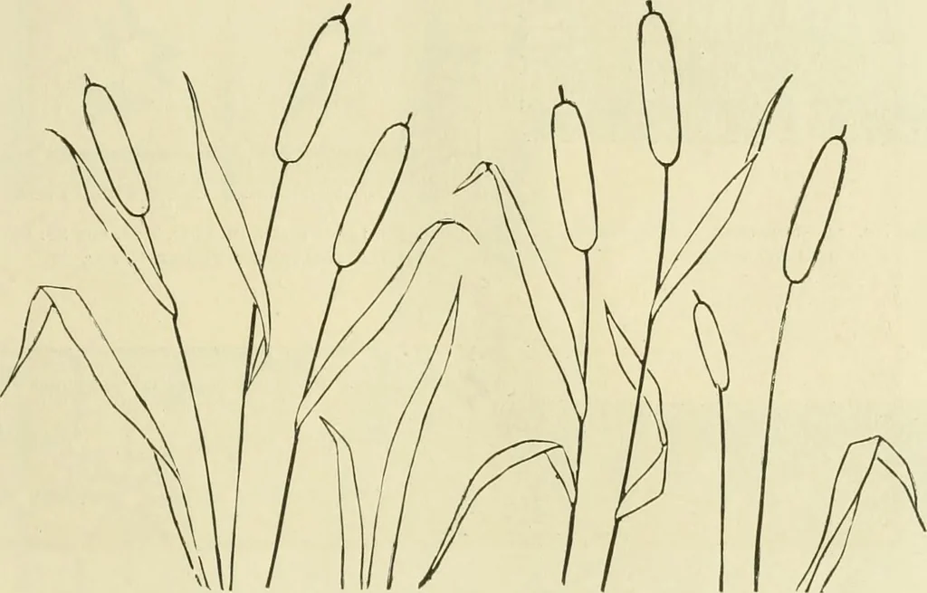 An illustration from Needle-craft: artistic and practical, 1889, leaf 262
