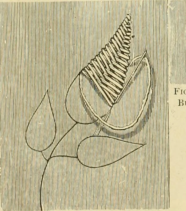 An illustration from Needle-craft: artistic and practical, 1889, leaf 28
