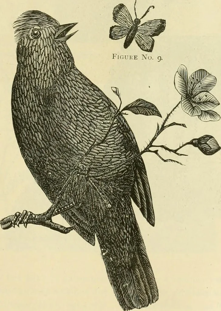 An illustration from Needle-craft: artistic and practical, 1889, leaf 284
