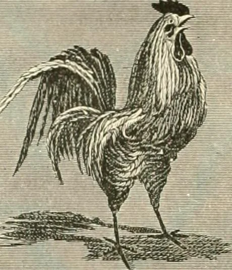 An illustration from Needle-craft: artistic and practical, 1889, leaf 297
