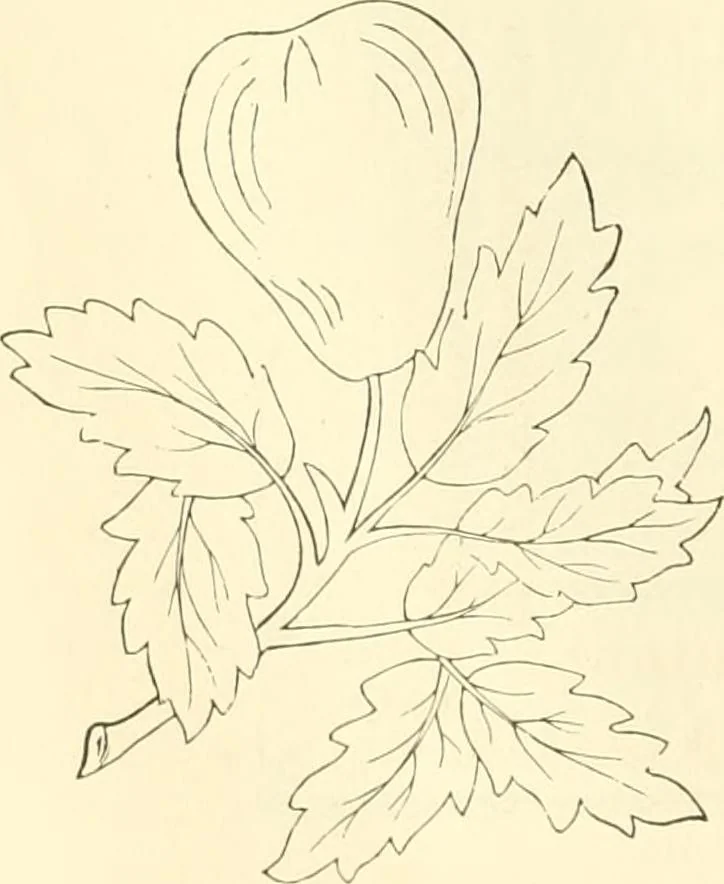 An illustration from Needle-craft: artistic and practical, 1889, leaf 41