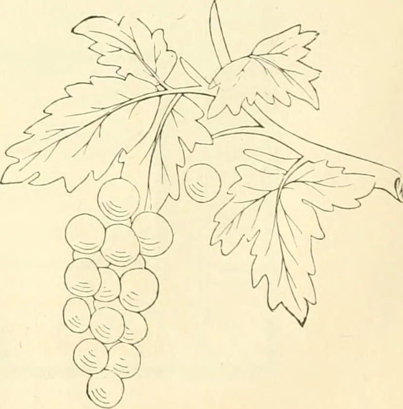 An illustration from Needle-craft: artistic and practical, 1889, leaf 41