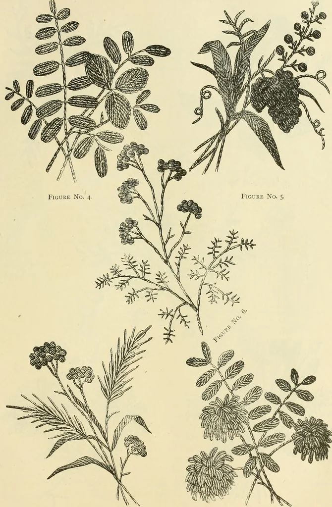 An illustration from Needle-craft: artistic and practical, 1889, leaf 44