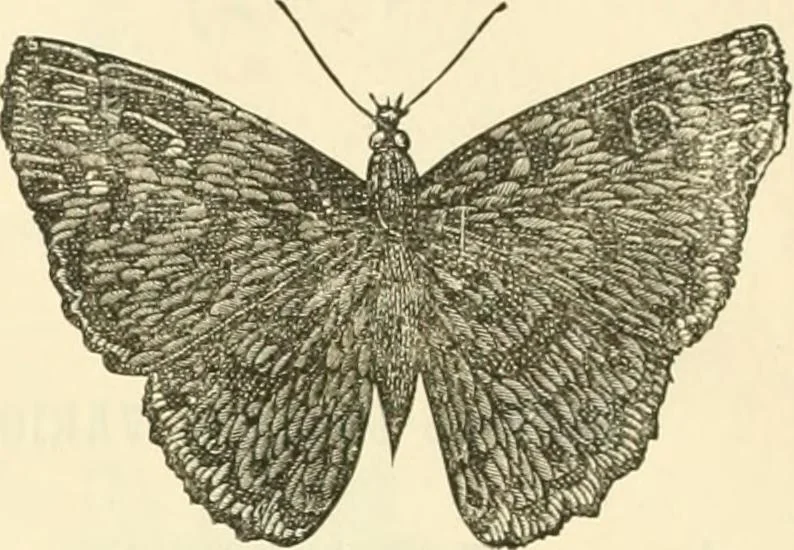 An illustration from Needle-craft: artistic and practical, 1889, leaf 55