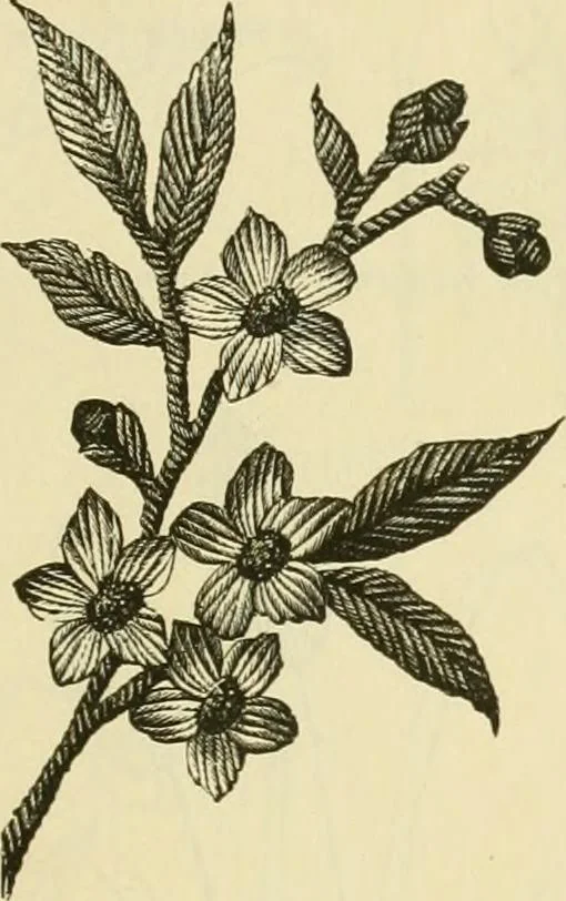 An illustration from Needle-craft: artistic and practical, 1889, leaf 56