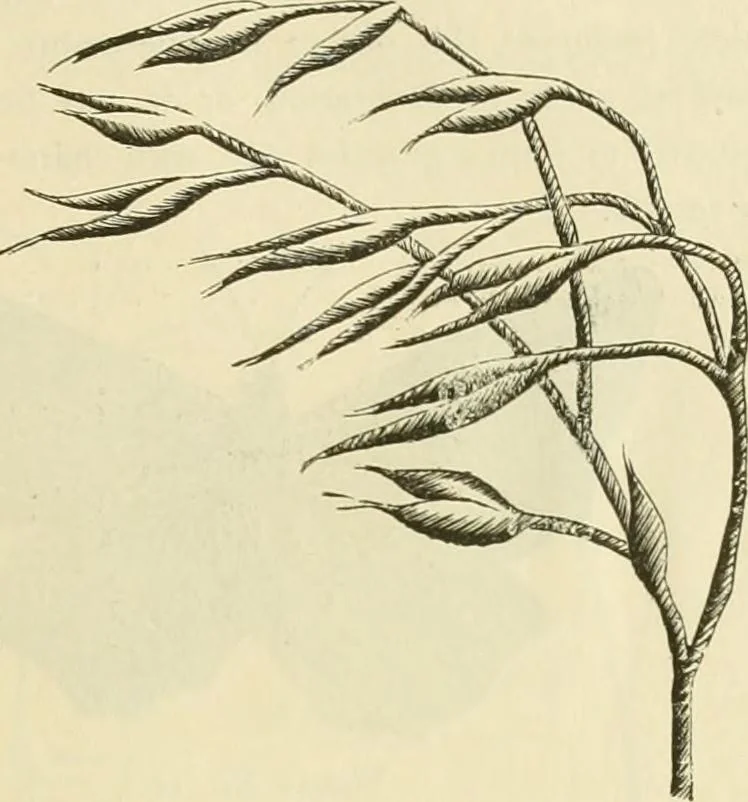 An illustration from Needle-craft: artistic and practical, 1889, leaf 56