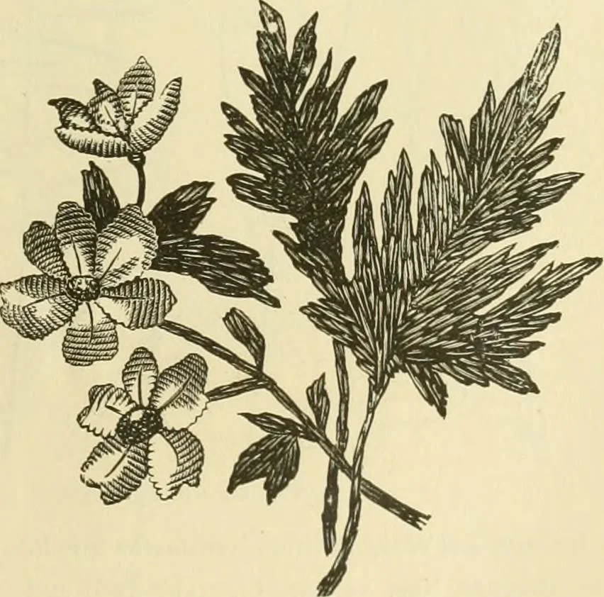 An illustration from Needle-craft: artistic and practical, 1889, leaf 56