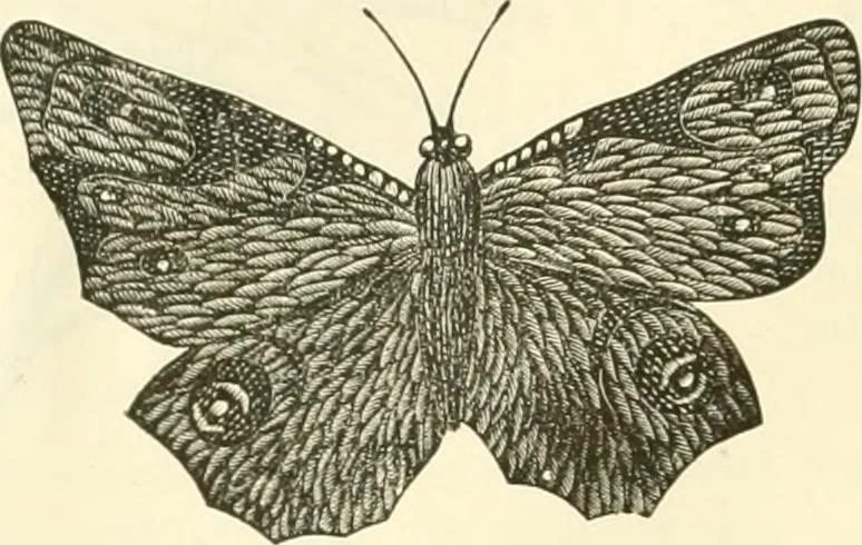 An illustration from Needle-craft: artistic and practical, 1889, leaf 57