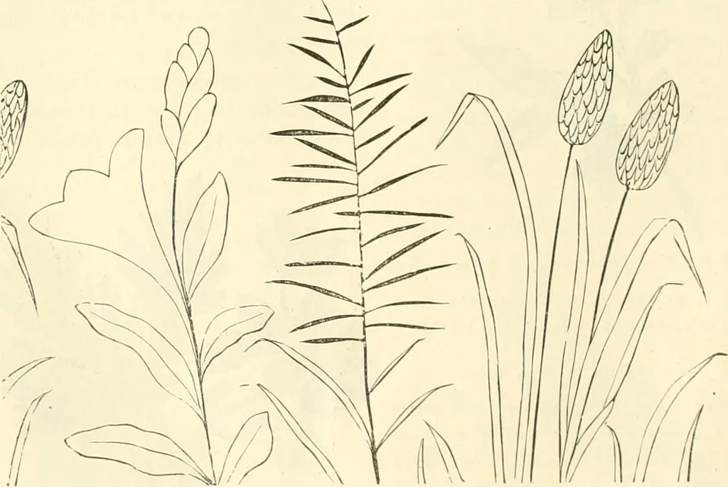 An illustration from Needle-craft: artistic and practical, 1889, leaf 57