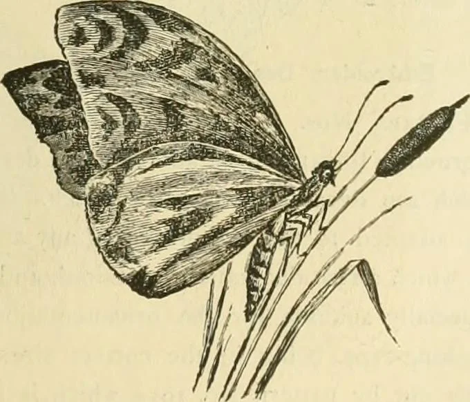 An illustration from Needle-craft: artistic and practical, 1889, leaf 64