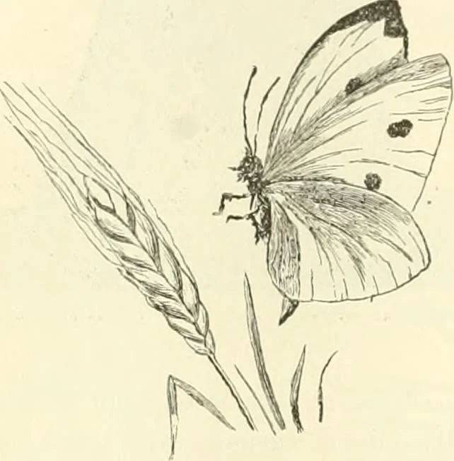 An illustration from Needle-craft: artistic and practical, 1889, leaf 65