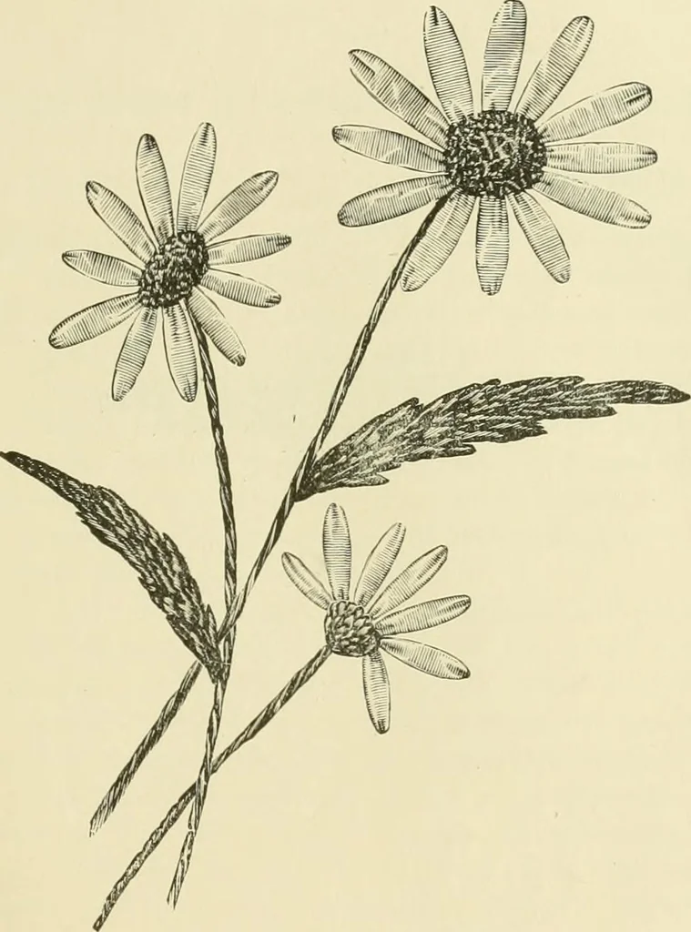 An illustration from Needle-craft: artistic and practical, 1889, leaf 72