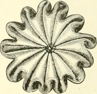 An illustration from Needle-craft: artistic and practical, 1889, leaf 93