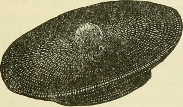 An illustration from Needle-craft: artistic and practical, 1889, leaf 98