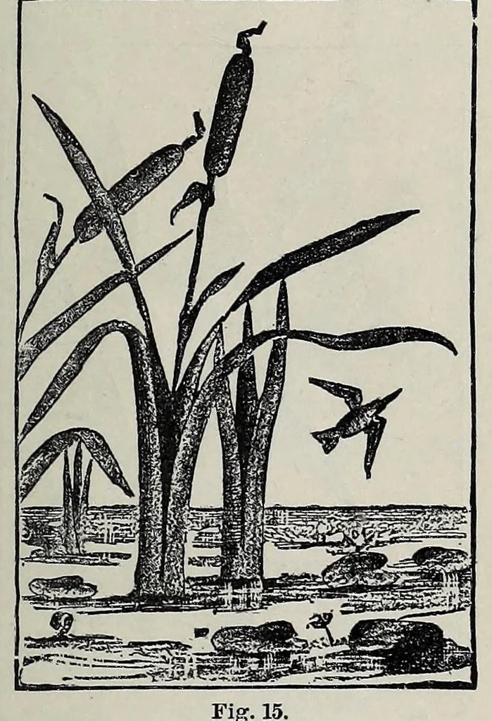 An illustration from Needles and brushes, and how to use them; a manual of fancy work, 1887, leaf 49