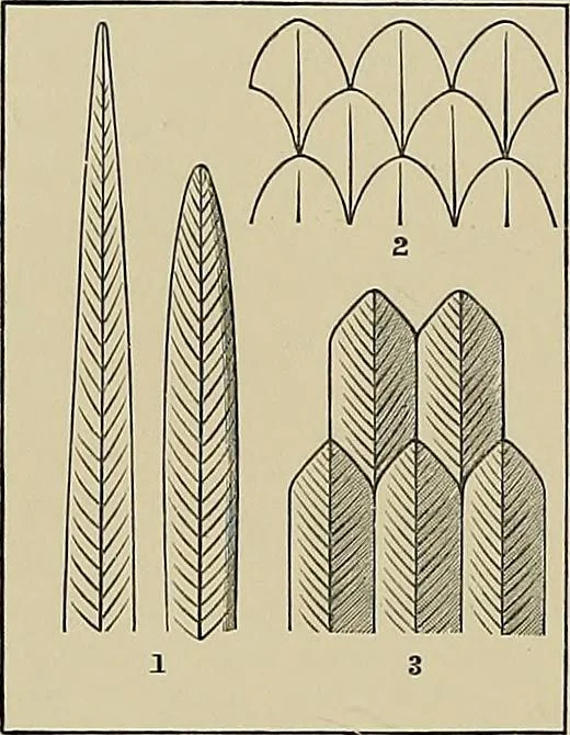 An illustration from Needlework as art, 1886, leaf 331