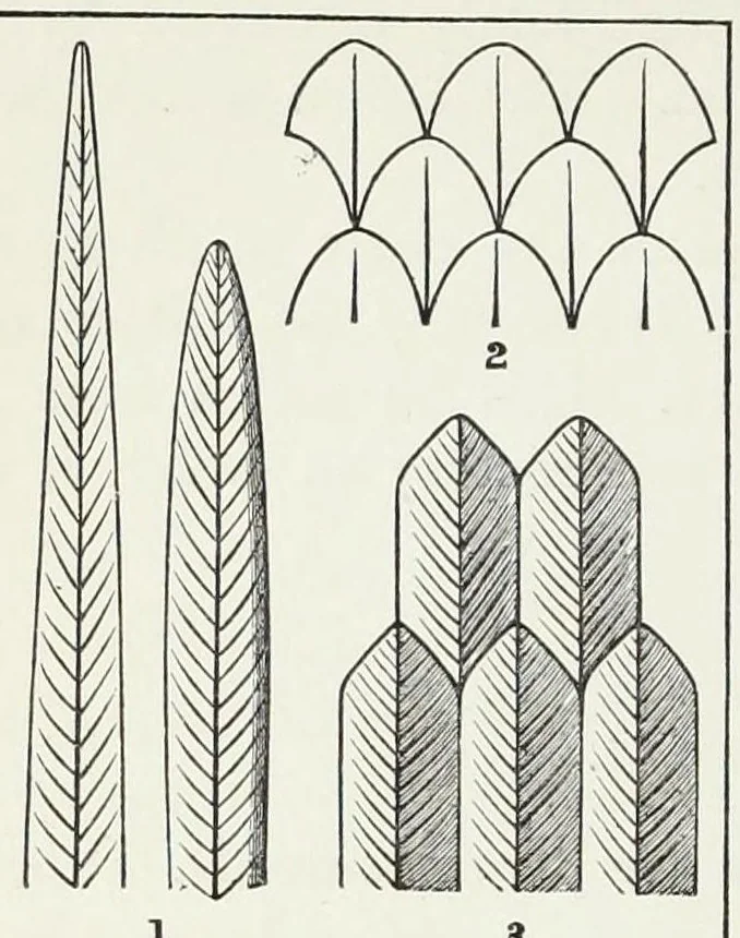 An illustration from Needlework as art, 1886, leaf 328