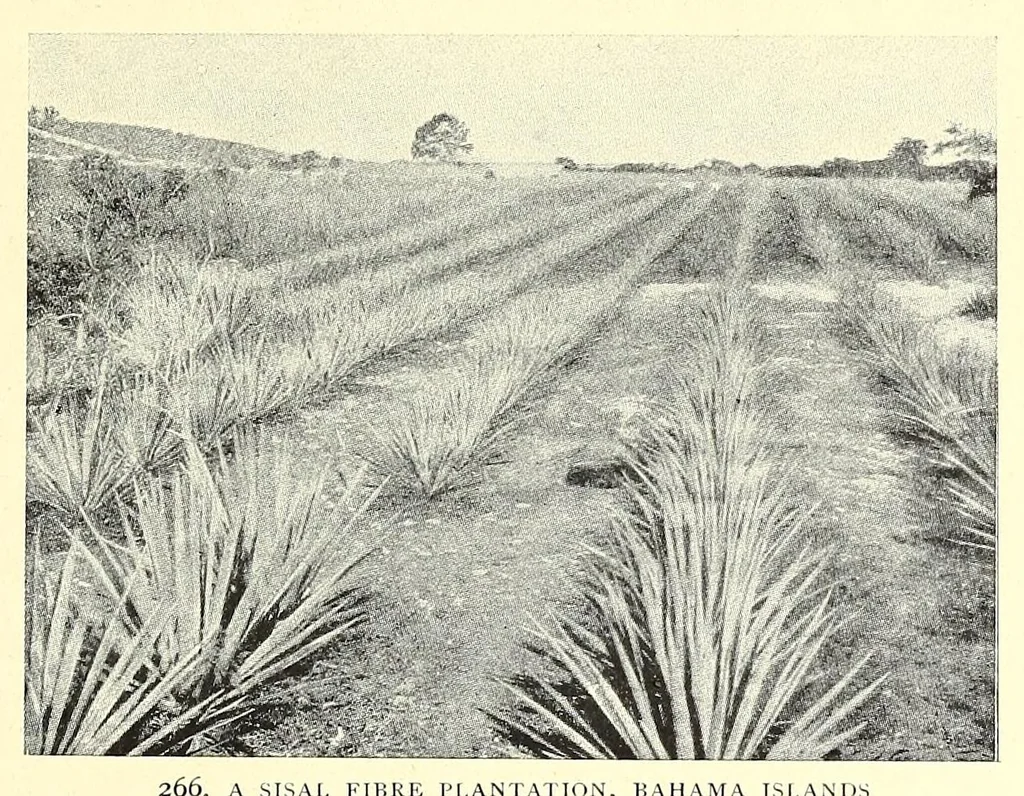 An illustration from The Negro in the New world, 1910, leaf 349