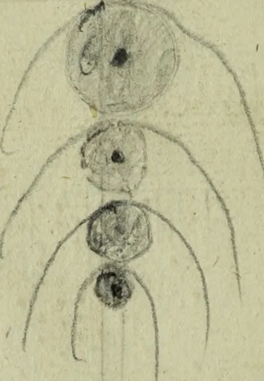 An illustration from Neu hervorkommendes Weber Kunst und Bild Buch, 1736, leaf 535