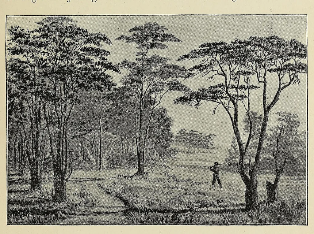 An illustration from The new Africa : a journey up the Chobe and down the Okovanga rivers : a record of exploration and sport, 1897, leaf 119