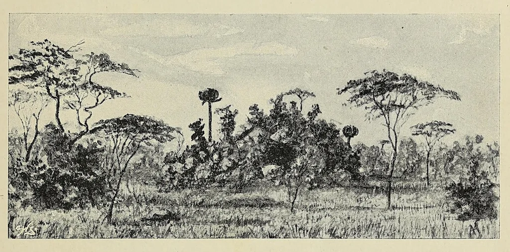 An illustration from The new Africa : a journey up the Chobe and down the Okovanga rivers : a record of exploration and sport, 1897, leaf 43