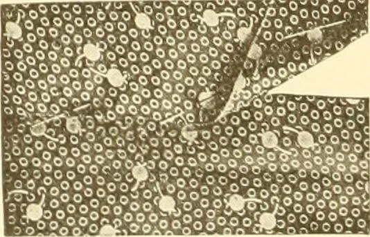 An illustration from The new dressmaker; with complete and fully illustrated instructions on every point connected with sewing, dressmaking and tailoring, from the actual stitches to the cutting, making, altering, mending, and cleaning of clothes for ladies, misses, girls, children, infants, men and boys, 1921, leaf 37