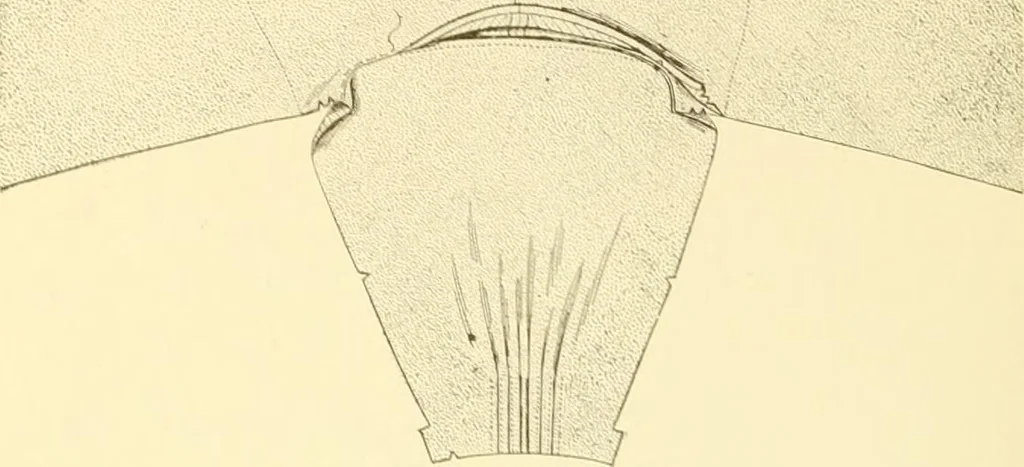 An illustration from The new dressmaker; with complete and fully illustrated instructions on every point connected with sewing, dressmaking and tailoring, from the actual stitches to the cutting, making, altering, mending, and cleaning of clothes for ladies, misses, girls, children, infants, men and boys, 1921, leaf 57