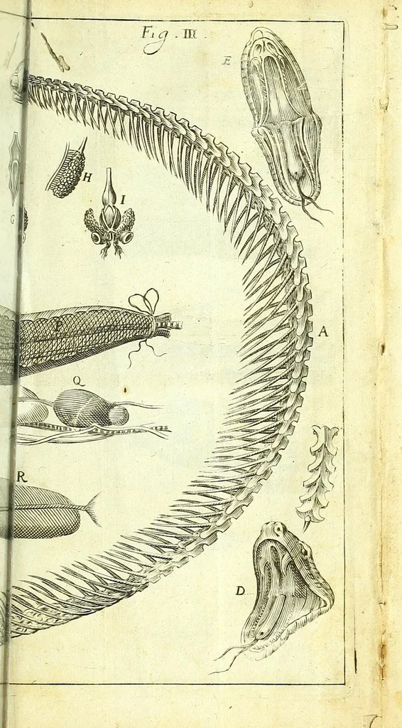 An illustration from New experiments upon vipers :, 1673, leaf 25