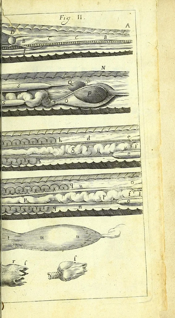 An illustration from New experiments upon vipers :, 1673, leaf 29