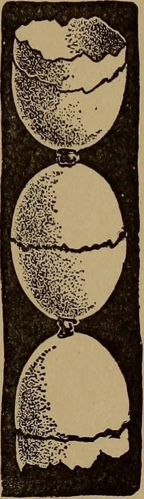 An illustration from New games and amusements for young and old alike, 1905, leaf 182