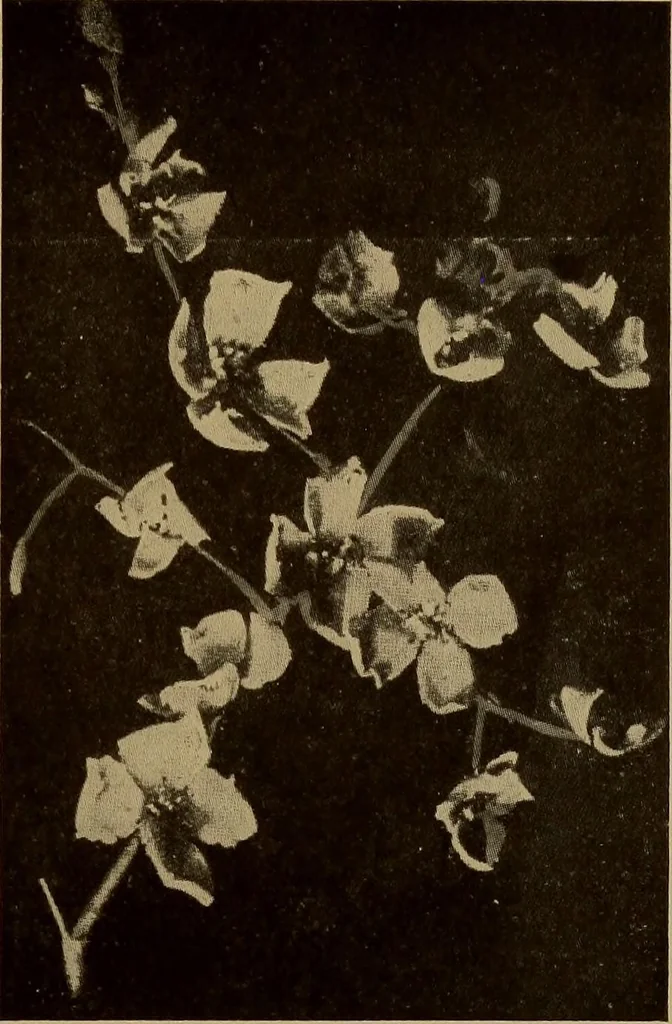 An illustration from New games and amusements for young and old alike, 1905, leaf 380