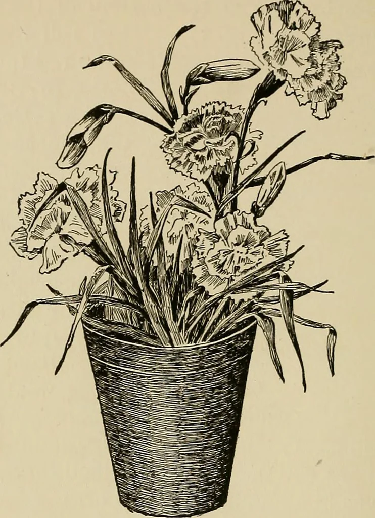 An illustration from New ideas for work and play; what a girl can make and do, 1902, leaf 117
