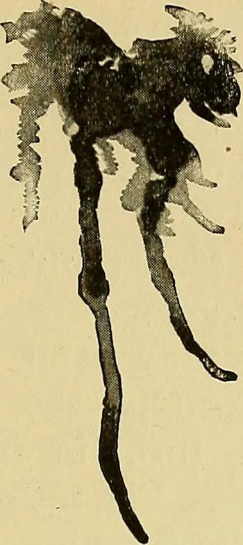 An illustration from New ideas for work and play; what a girl can make and do, 1902, leaf 144