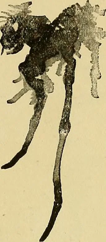 An illustration from New ideas for work and play; what a girl can make and do, 1902, leaf 144