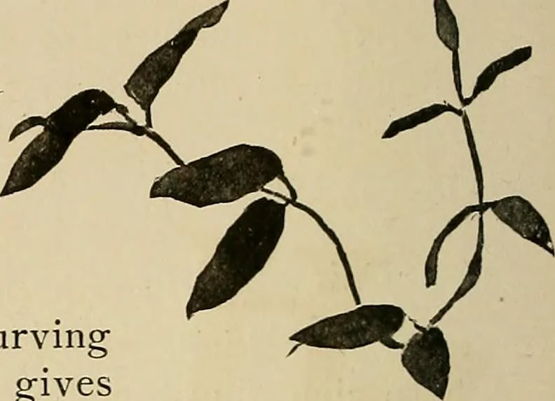 An illustration from New ideas for work and play; what a girl can make and do, 1902, leaf 145