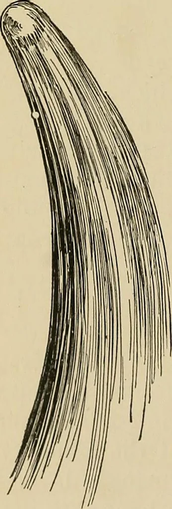 An illustration from New ideas for work and play; what a girl can make and do, 1902, leaf 165