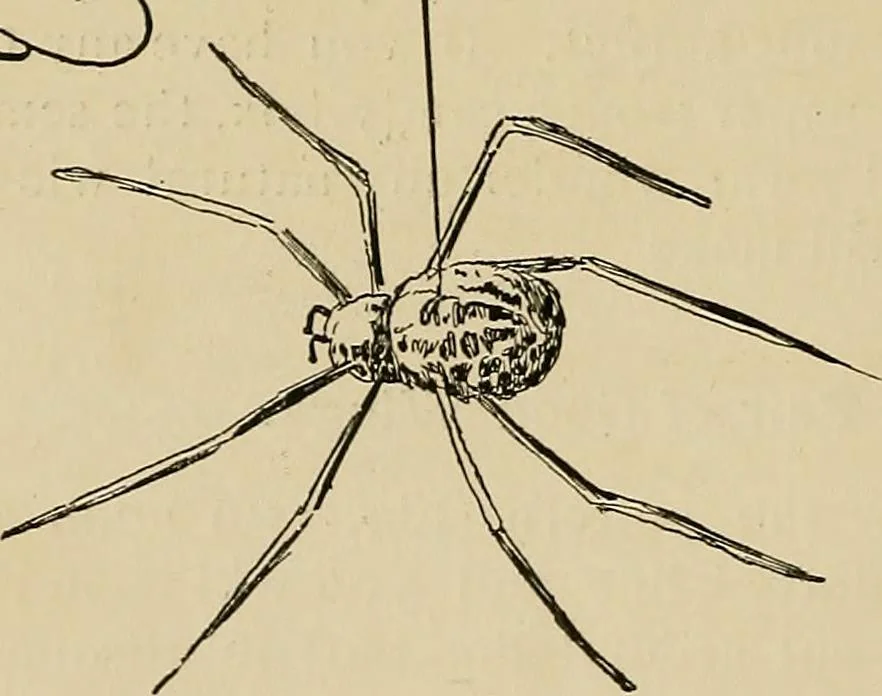 An illustration from New ideas for work and play; what a girl can make and do, 1902, leaf 197