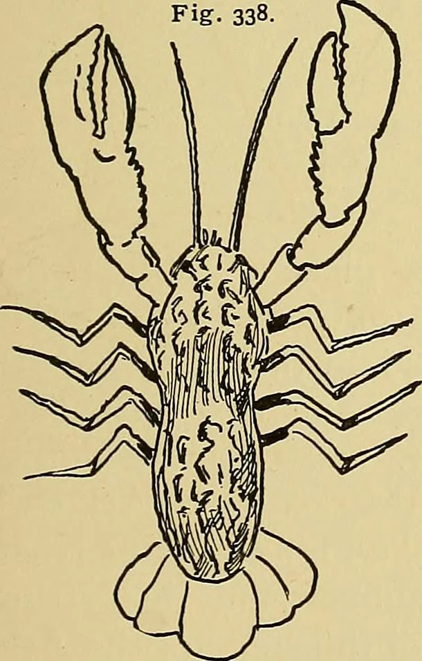 An illustration from New ideas for work and play; what a girl can make and do, 1902, leaf 204