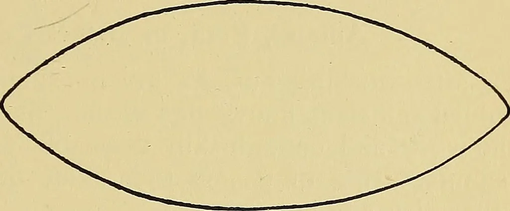 An illustration from New ideas for work and play; what a girl can make and do, 1902, leaf 208