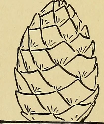 An illustration from New ideas for work and play; what a girl can make and do, 1902, leaf 210